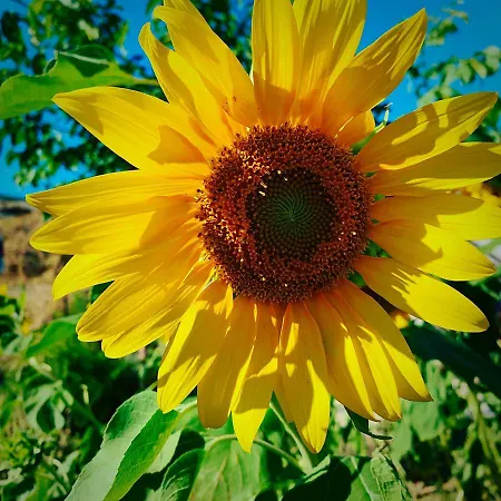 Goekceada Апартаменты Ugurlu (Gokceada)