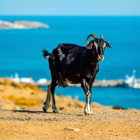 Апартаменты Goekceada Ugurlu (Gokceada)